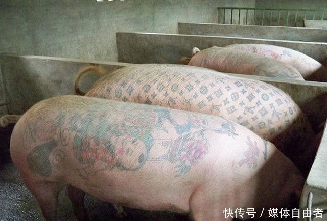 男子为自己养的猪纹身,扒皮直接拍到四十万,动