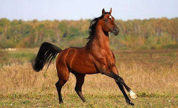 生肖马人的运势命理解析，确定不看？