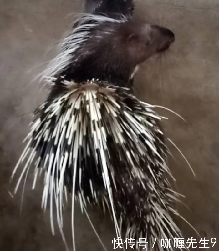 小伙放弃白领工作不干,回农村养“它”单只价值千元,年赚百万