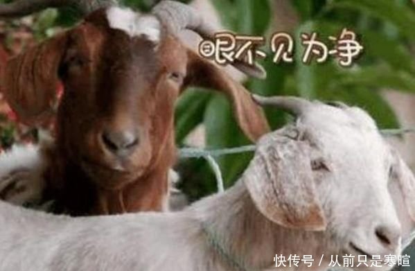 官方发微博向《向往的生活》中去世的点点道歉