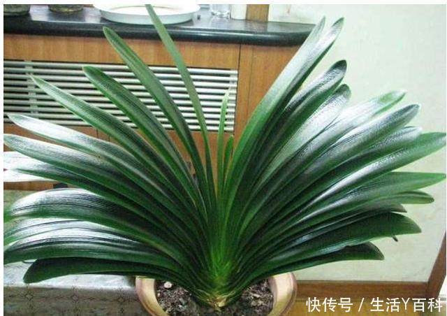 君子兰不开花?教你这样浇水,君子兰生机勃勃