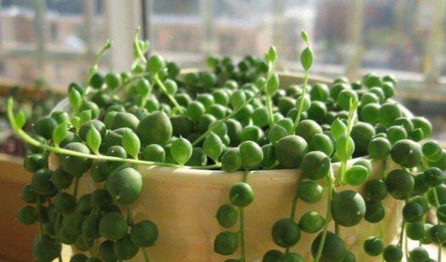 有哪些好养活的迷你植物 t011bf51d41a4135a14.jpg