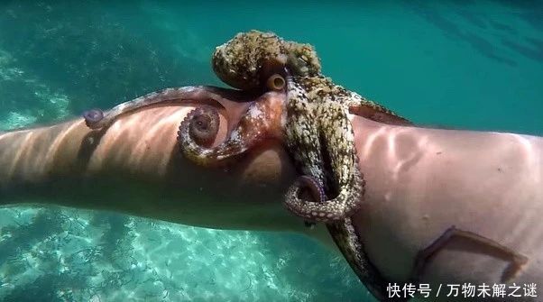 外星人会觉得我们的物种更具有吸引力吗?