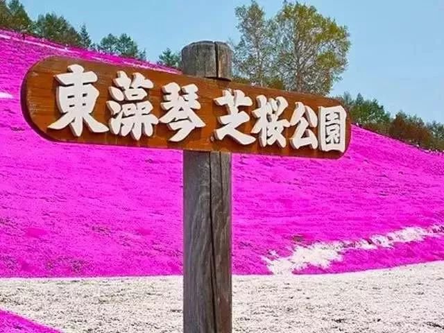 没有樱花没有雪 夏天的北海道依旧挤破头
