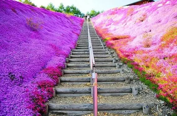 没有樱花没有雪 夏天的北海道依旧挤破头