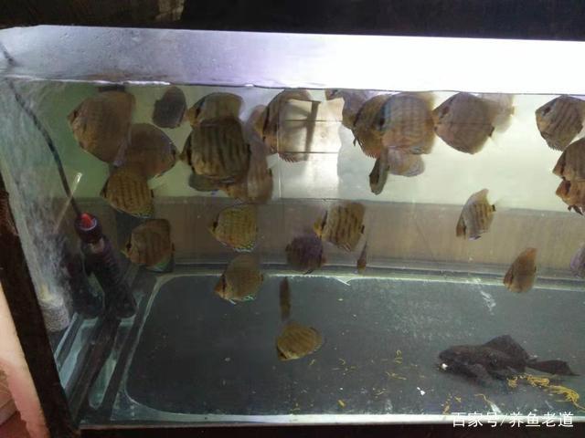 龍魚魚缸哪個品牌好用又實(shí)惠（龍魚魚缸哪個品牌好用又實(shí)惠的）