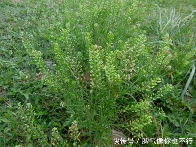农村地里不起眼的这三种野菜，凉血消肿，还活血化瘀，你吃过吗