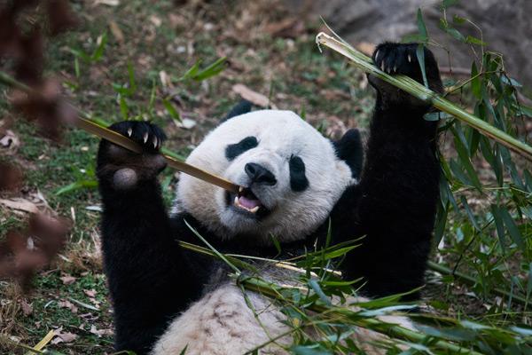 大熊猫吃竹子图片