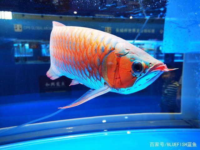 崇左水族批發(fā)市場地址電話(崇左水族館)