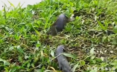 男子在野外发现一群会走路的鱼,走近一看却令他傻眼了!