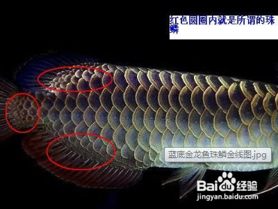 魚(yú)也是海鮮嗎(魚(yú)也是海鮮嗎為什么) 國(guó)產(chǎn)元寶鳳凰魚(yú)