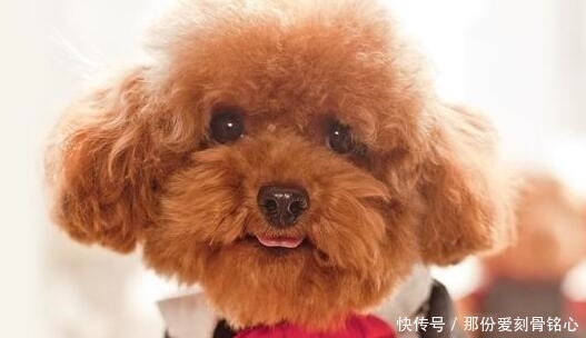 泰迪犬恨死主人的几个表现,一旦发现,劝你贿