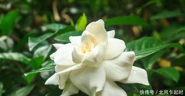 尿酸高别光吃药,不妨每天吃这几种食物,降低尿