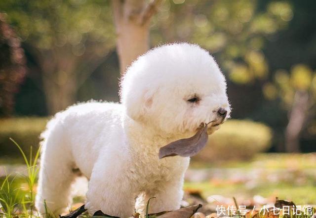 想要知道比熊犬寄生虫多不多,很简单就5点!