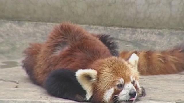 《青年探秘者》20170317春季萌宠诞生记