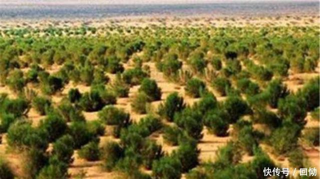 马云带支付宝投资上亿,在沙漠中植树,如今这片