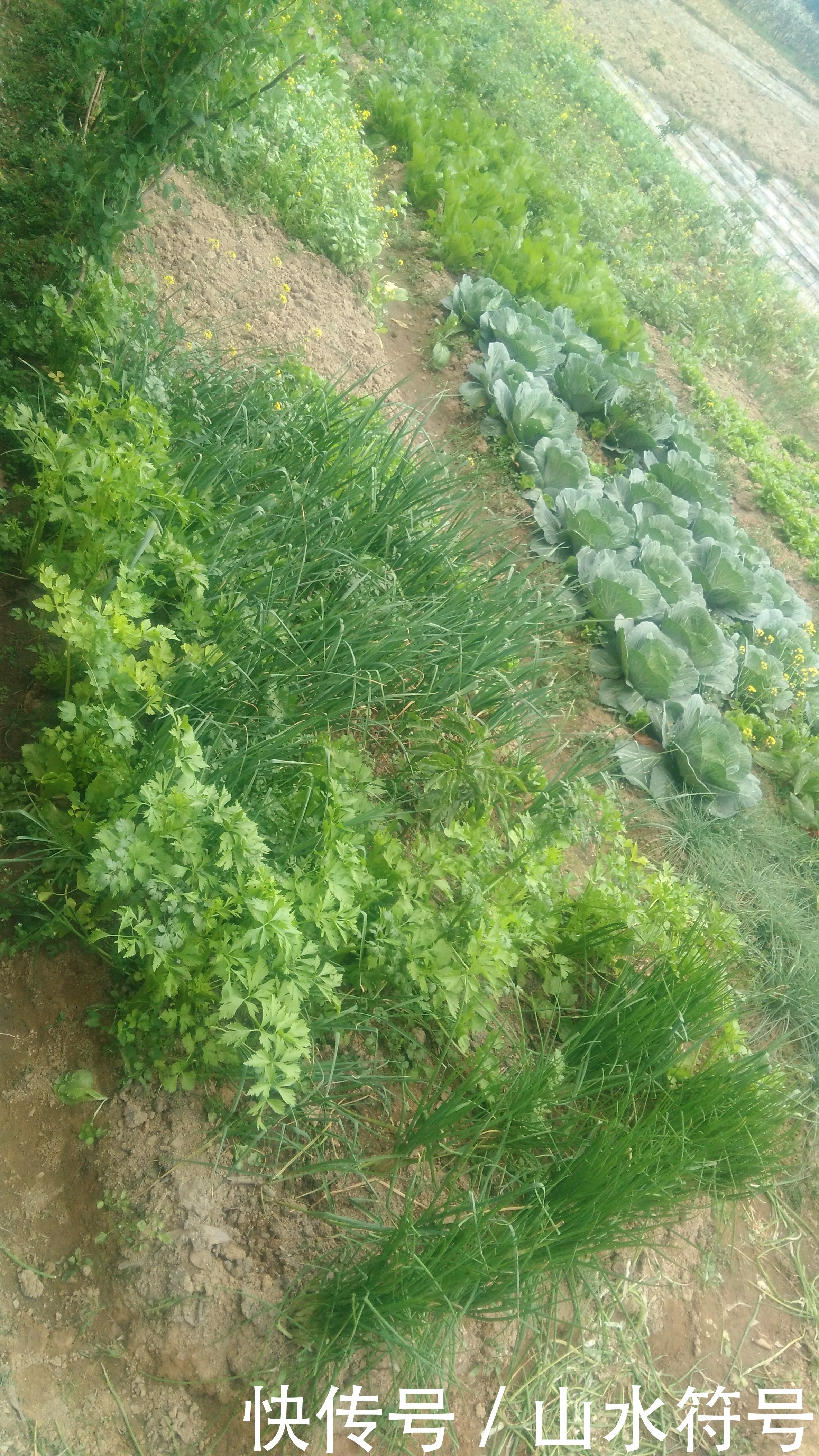 春节后的农田景象广西浦北县白石水
