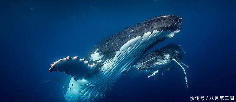 为什么身边没有人吃鲸鱼肉, 而日本经常会捕食