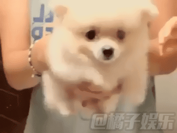 【gif】盘点那些游泳界的小萌(chun)狗!