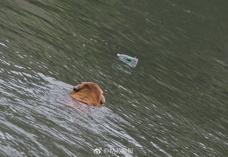苏州有只环保狗 金毛犬水性好每天下河捡瓶子