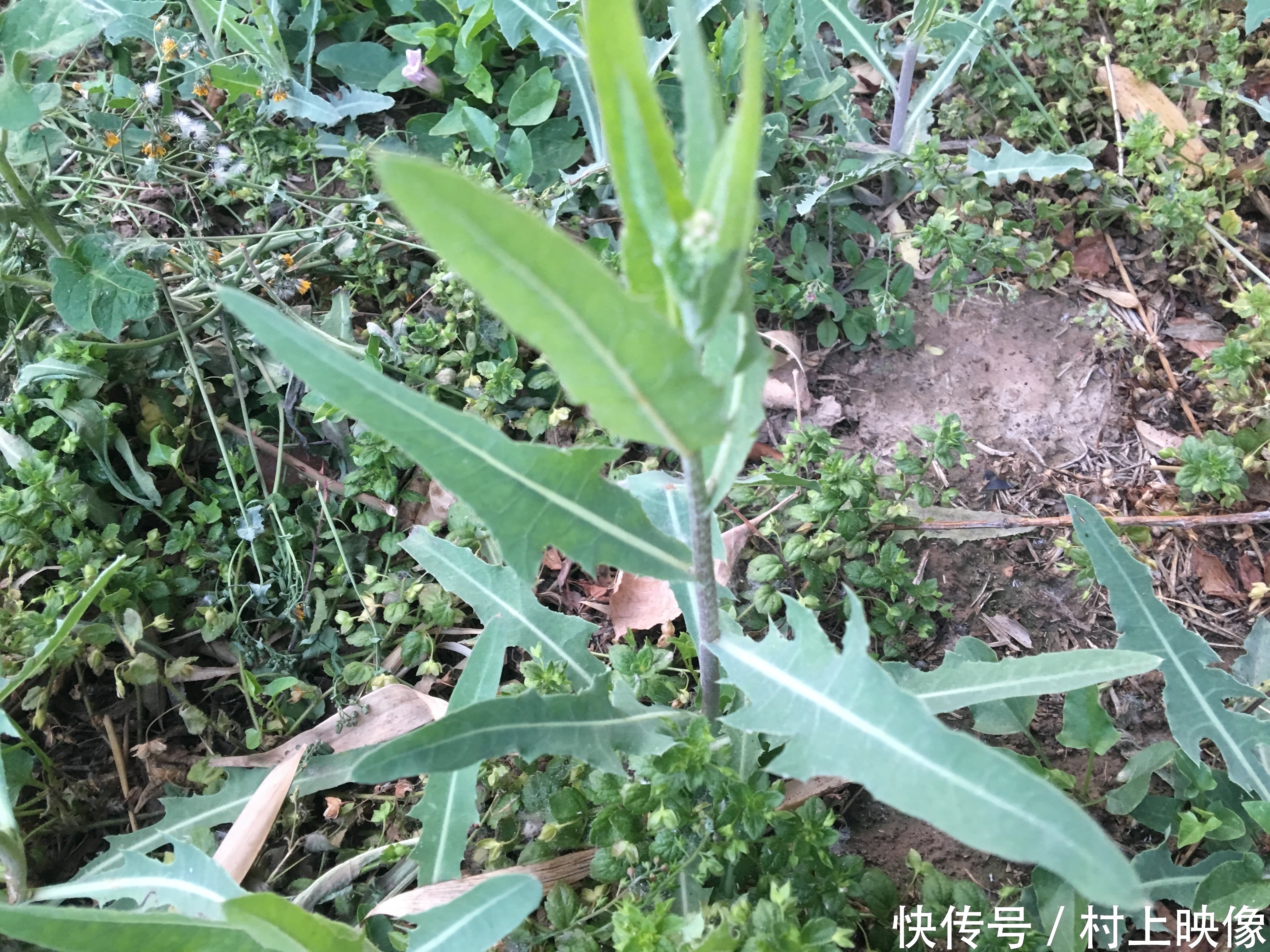 曲曲菜与曲曲菜娘子一定要分清,吃错对身体会