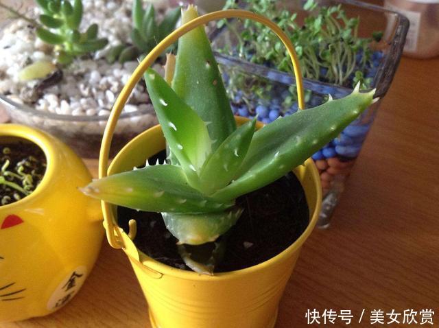 心理测试:你会买那一盆芦荟?测试一半年你的运气是好是坏! 澳门网络真人赌博游戏