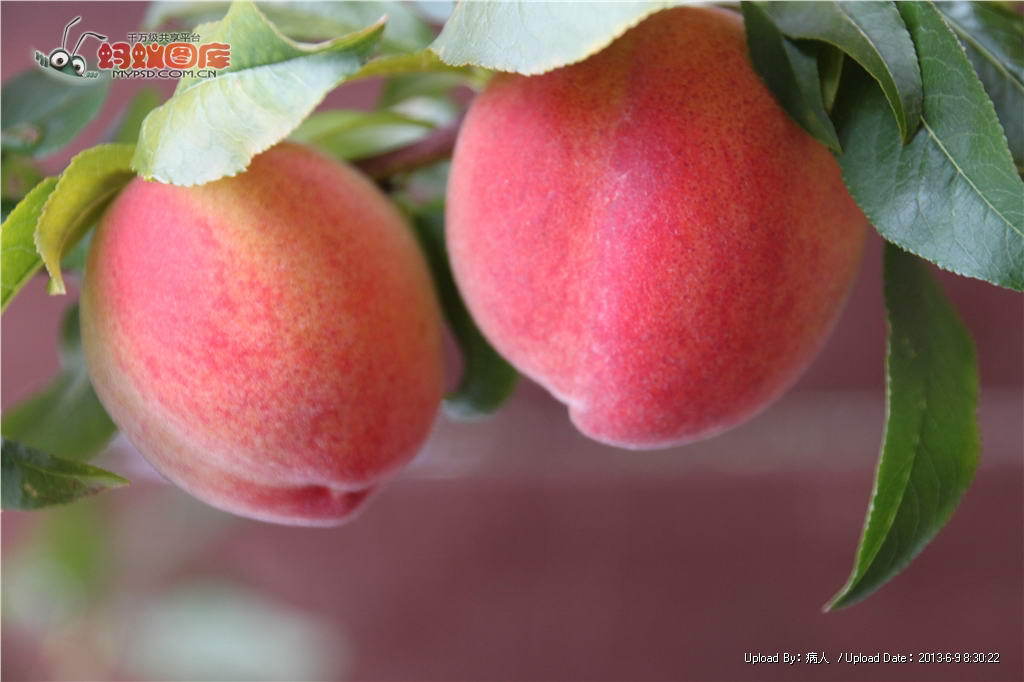 【大图】all桃虐文最后桃子死了|all白贤虐文|all白贤虐身