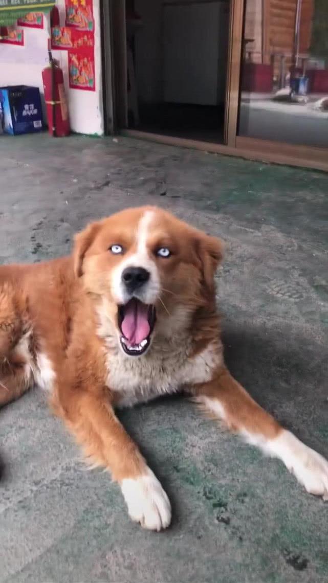 男子在农村偶遇土狗,狗抬起头的那刻男子笑喷,网友:二哈的杰作