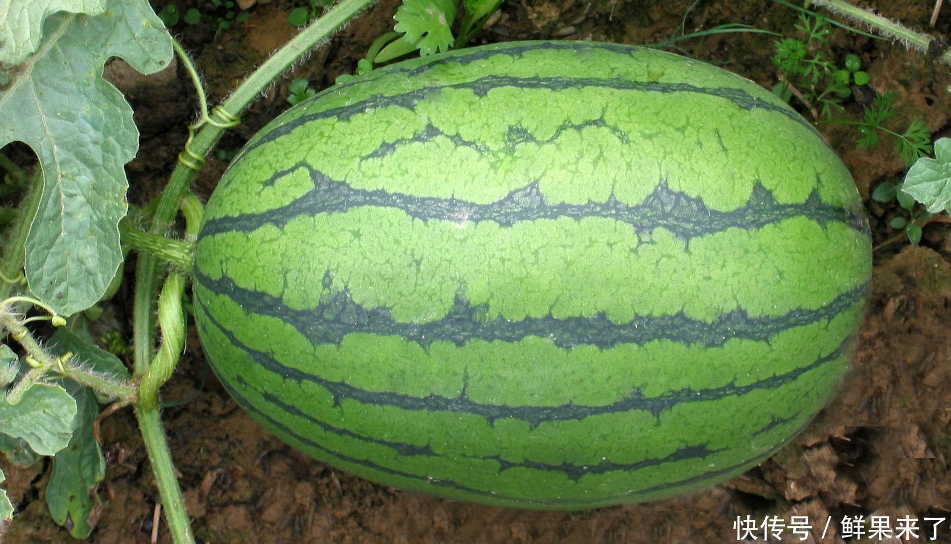 日本北海道西瓜3万元一个,到底有啥不一样?答案让人瞠目结舌