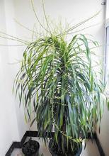 龙血铁树会开花吗_360问答