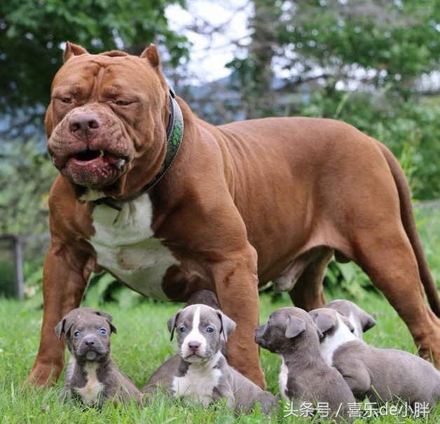 世界十大最凶猛的犬,排名第一的可以轻松秒杀藏獒