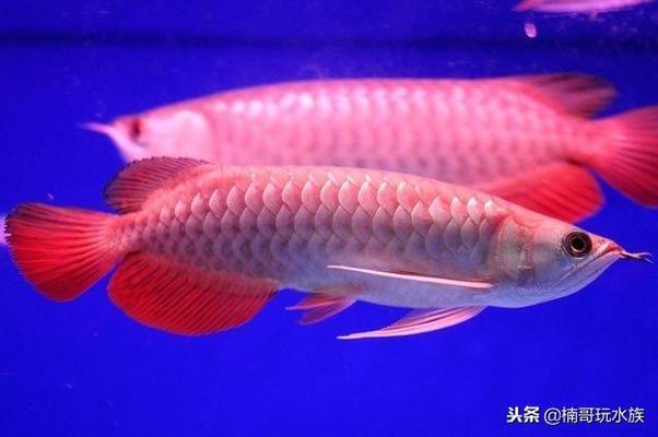 魚缸綠藻太多對(duì)魚的危害：魚缸綠藻太多對(duì)魚的危害有哪些