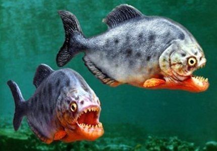 揭秘世界五大食人鱼,有2种已经流入中国内陆河