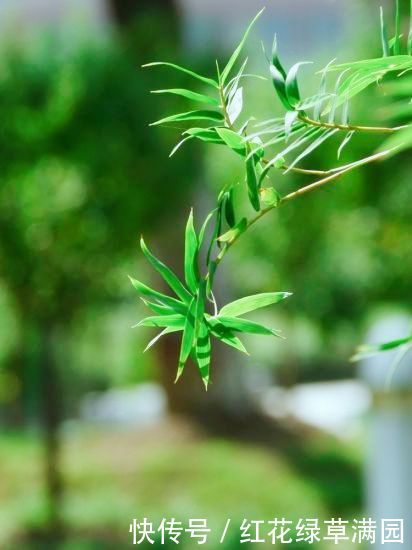 鹿晗关晓彤疑同居,生日发博祝福时间内藏玄机