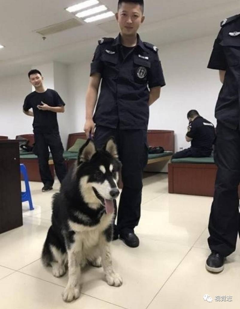 为什么哈士奇不能当警犬?看完你就知道了