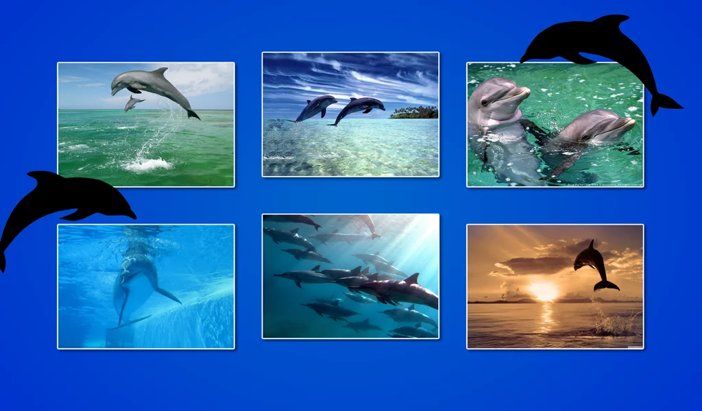 Dolphin Puzzles截图10