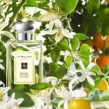 推荐香水:jo malone london祖·玛珑 橙花香水