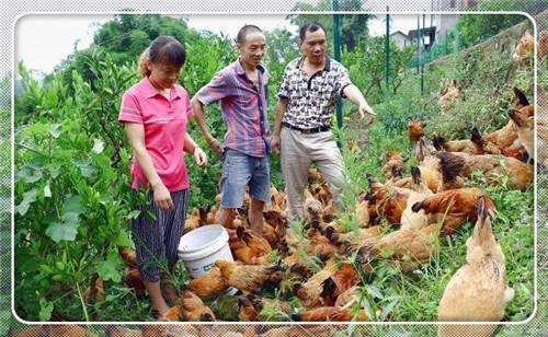 为什么养土鸡的人要经常喂大蒜给土鸡吃? 说出