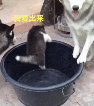 哈士奇生了只有骨气的小二哈,气的狗妈一点脾