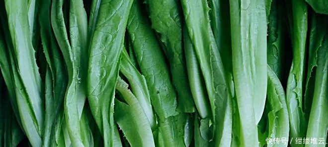 油麦菜都认识,油麦菜有什么作用,知道吗