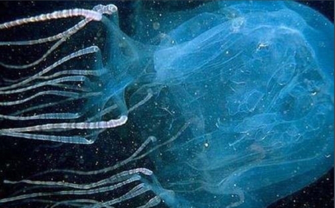 世界十大毒王之首世界上毒素致死时间最短的动物澳洲方水母