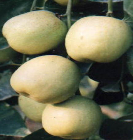广枣