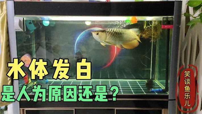 金龍魚最適宜的水溫是多少度（金龍魚最適宜的水溫是多少度呢）