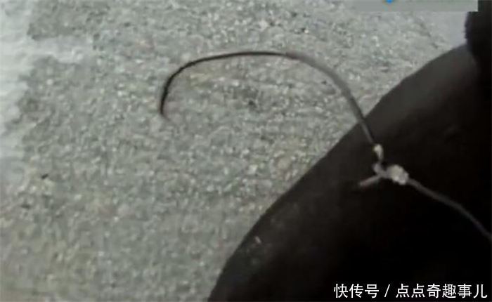 鱼游到桥路下, 却脱钩跑鱼, 鱼钩变形成这样, 男