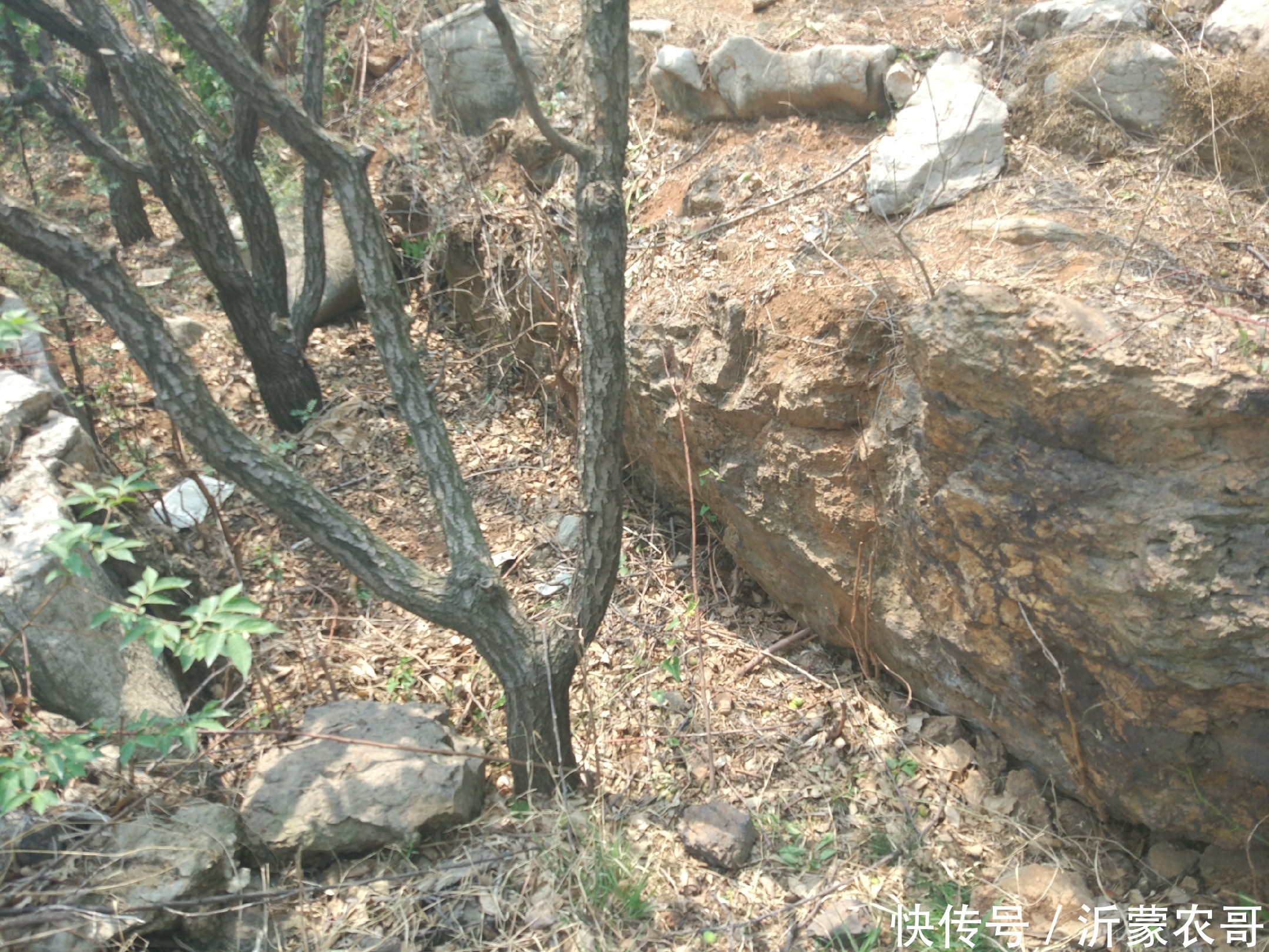 20年前这里开采过铁矿石,现在已经变成果园,结出的水果适合补铁