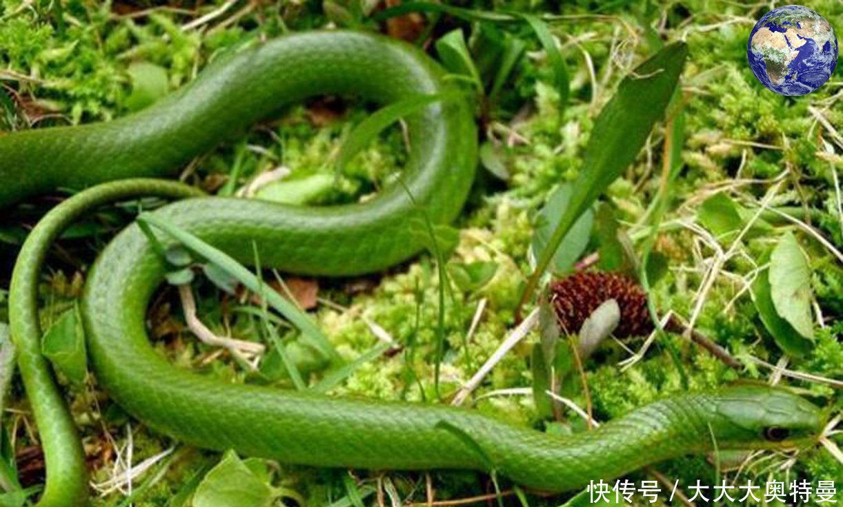 美丽的翠青蛇,看起来就像是翡翠做的一样