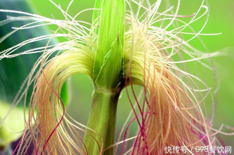 玉米胡子千万不要把它扔掉,10大功效让你爱