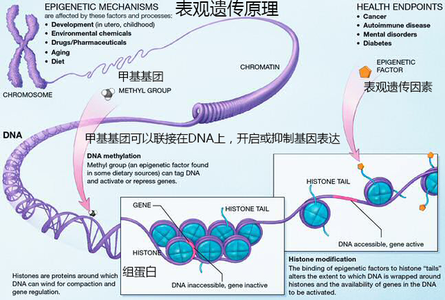 战乱、饥荒、灾害导致的群体性创伤是如何在代际传递的?