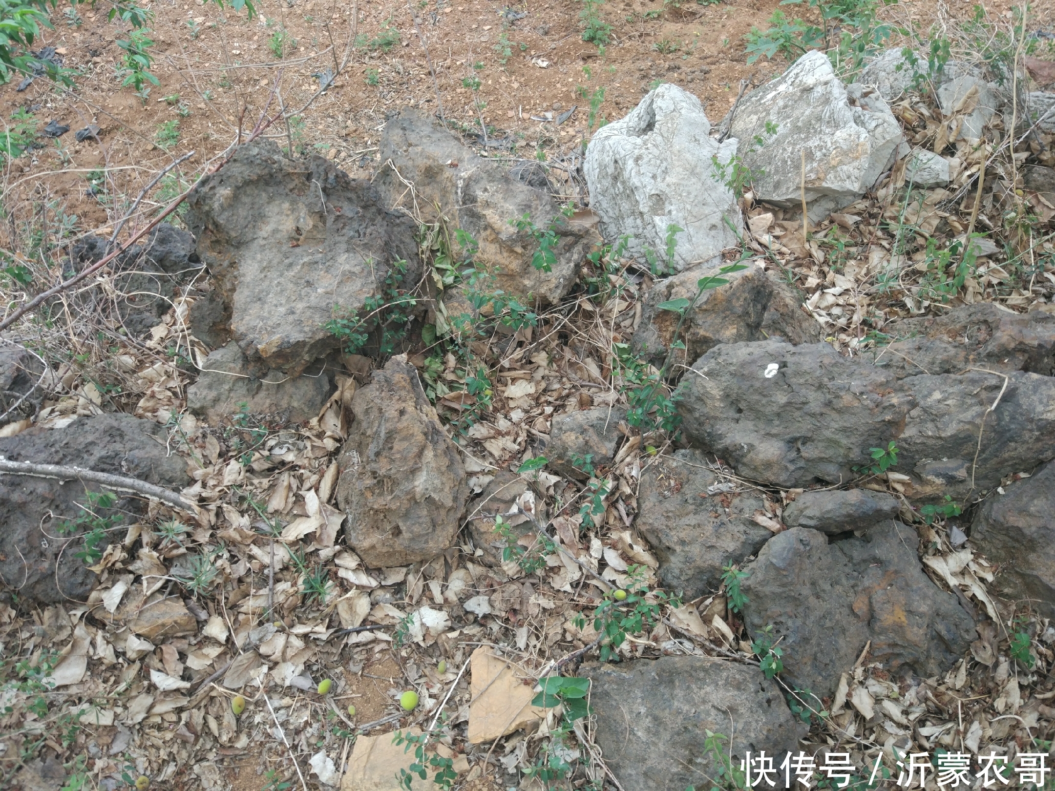 20年前这里开采过铁矿石,现在已经变成果园,结出的水果适合补铁