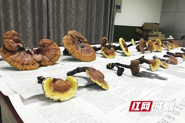 湖南宁乡发现大片野生灵芝群 最大单株直径20cm